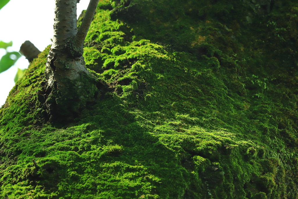 苔生す