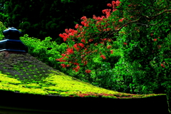 詩情の花