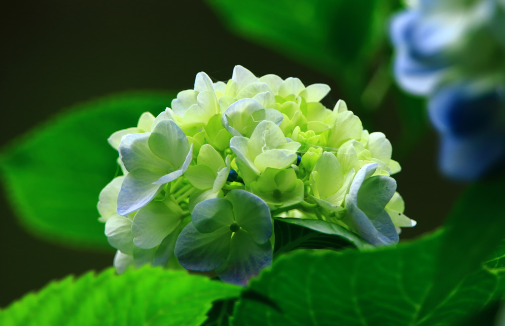 寡黙な花