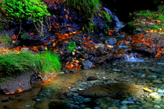 水路の彩
