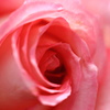 薔薇の微笑