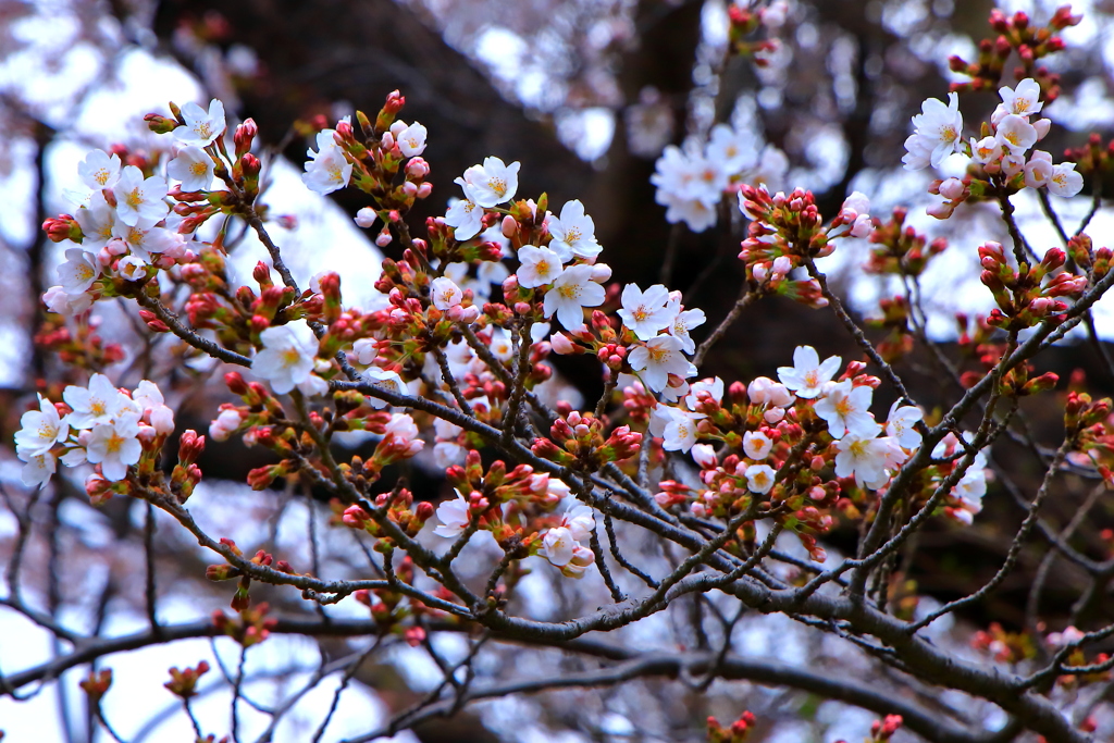 季節の花