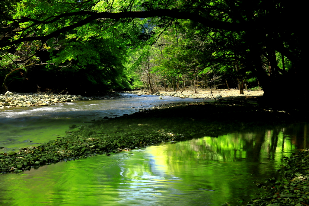 新緑の川面
