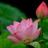 神聖な花