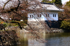 遅いさくら開花