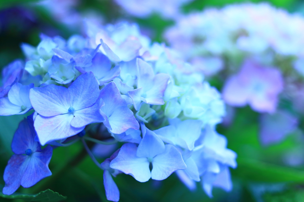 梅雨の花-1