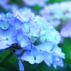 梅雨の花-1
