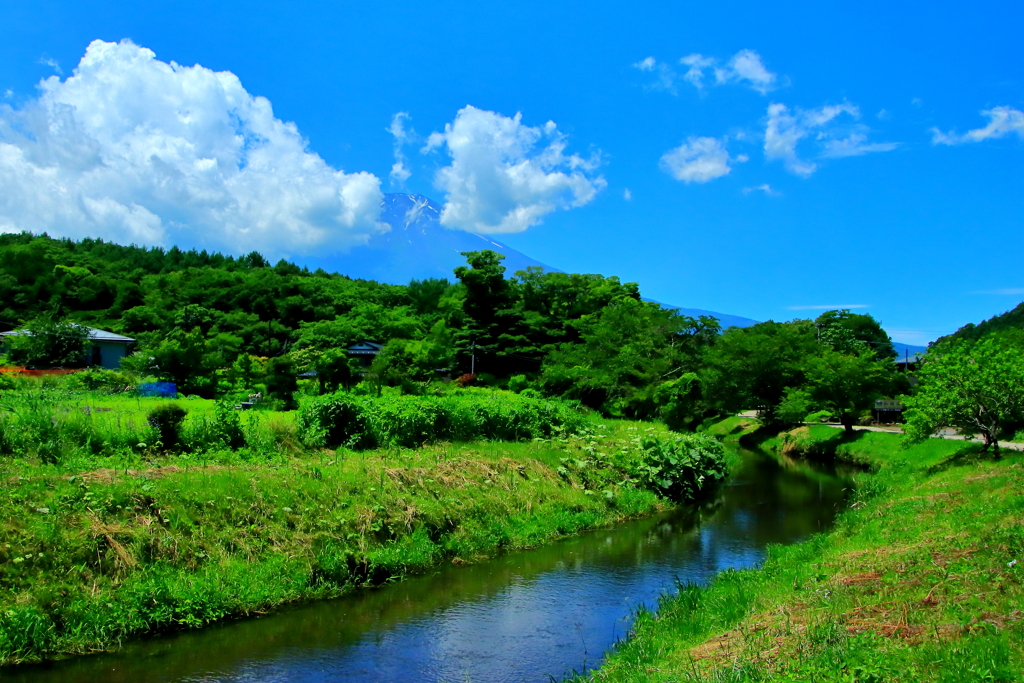 癒しの景