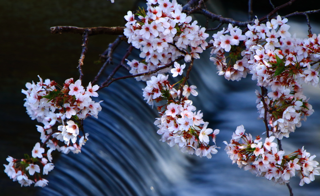 夢桜