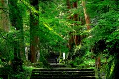 参道の緑陰