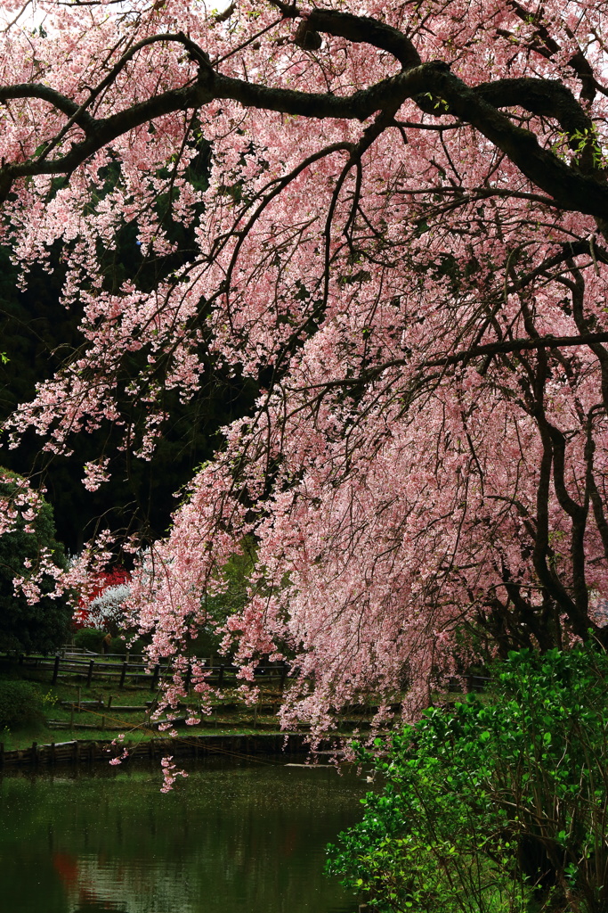 晩春の枝垂れ桜