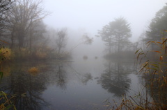 霧のレンゲ沼