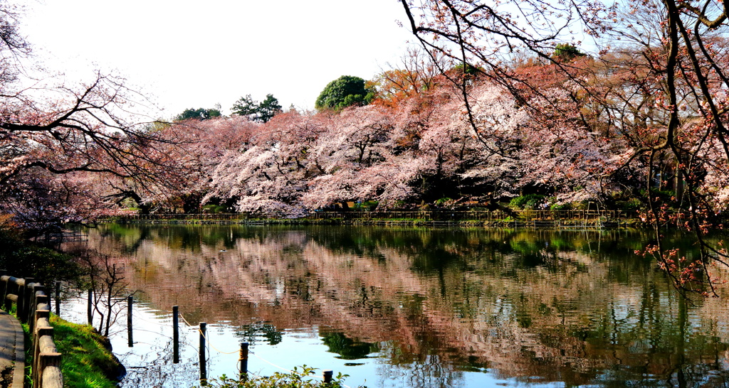 水面の写り