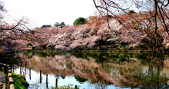 水面の写り
