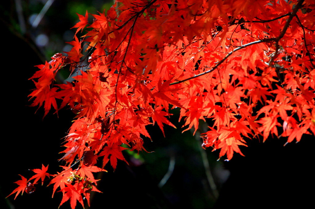 花紅葉