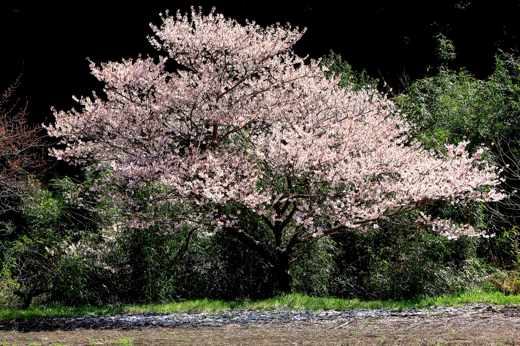 和の華やぎ