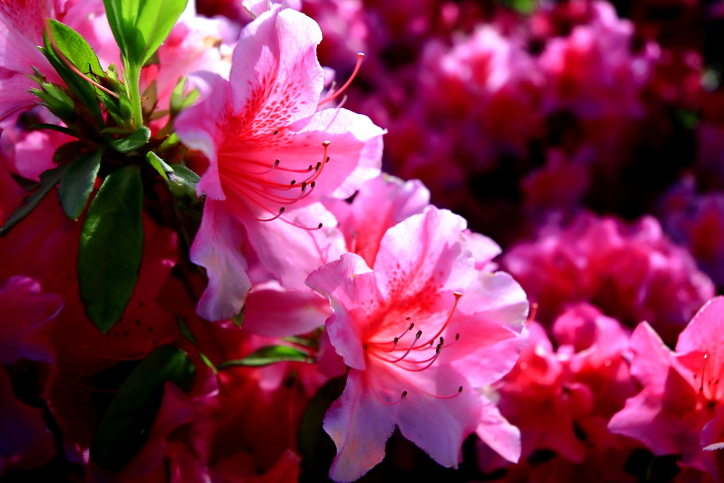 季節の花