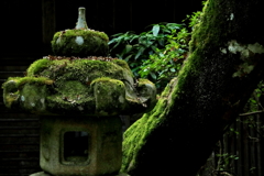 苔むす