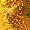甘い花粉
