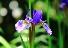 「やさしい心」は花言葉