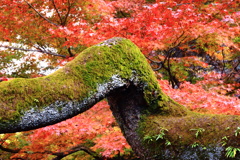 老木と紅葉