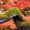 老木と紅葉