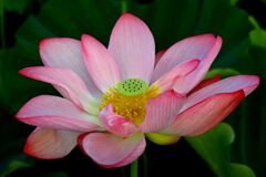 花びらに包まれて
