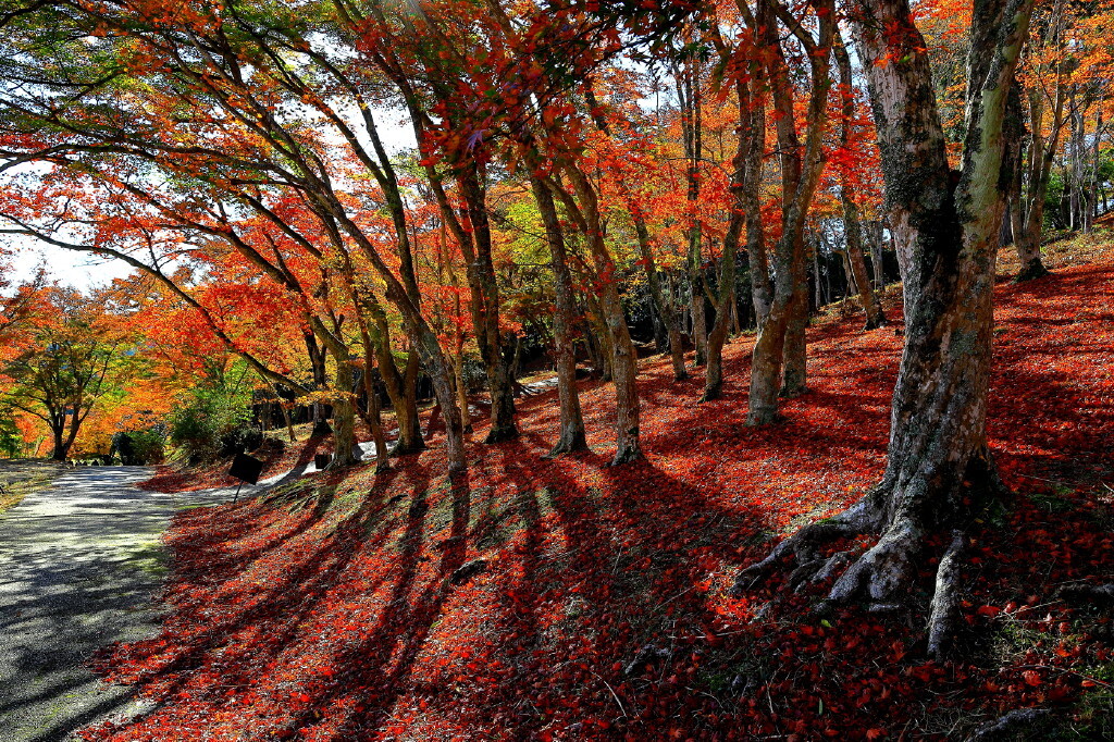 紅葉の帳