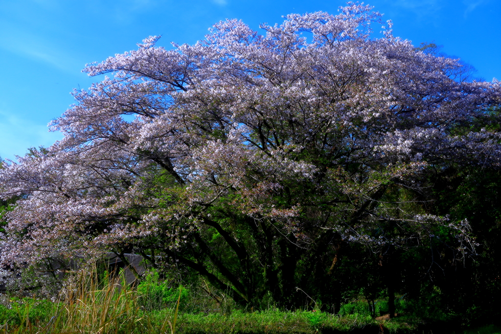 桜の宴