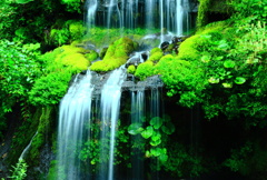 緑陰の流水