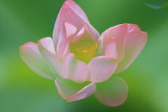 寡黙な花