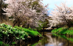 山梨県忍野村の春