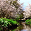 山梨県忍野村の春