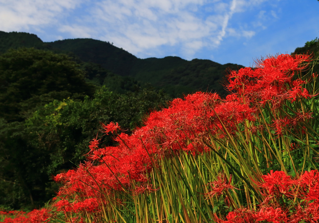 秋の彼岸