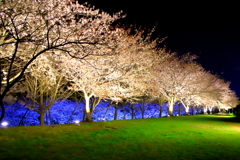夜桜