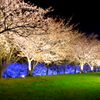 夜桜
