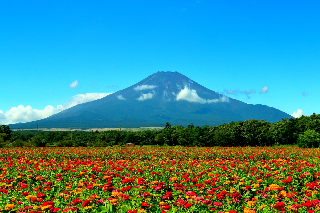 花の都公園