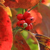 花水木の赤い実