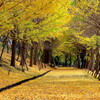 黄葉の並木路