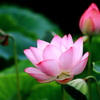 可憐に咲く花