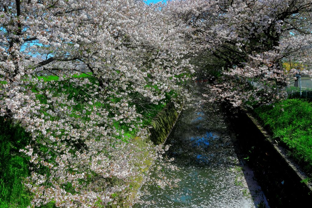 水路の春