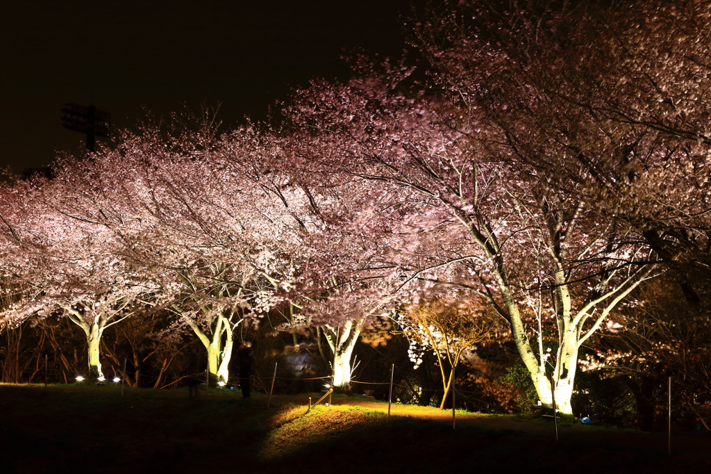 夜桜の宴