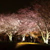 夜桜の宴