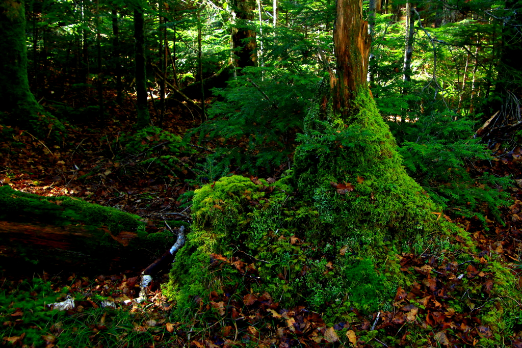 苔むす森