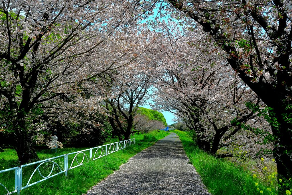 桜の小径