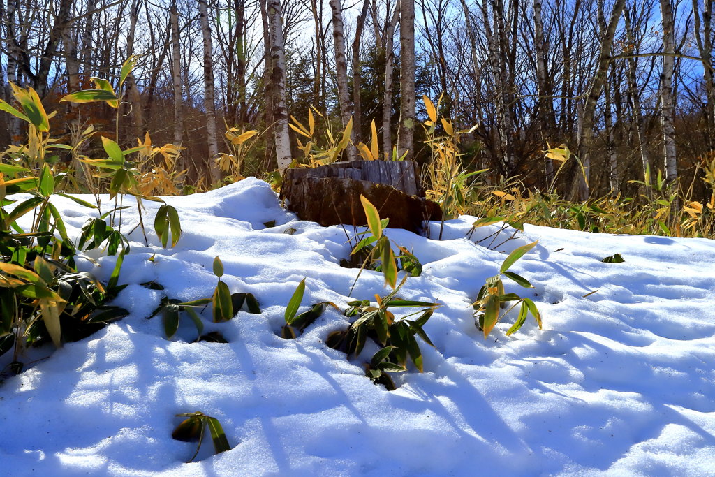 名残雪