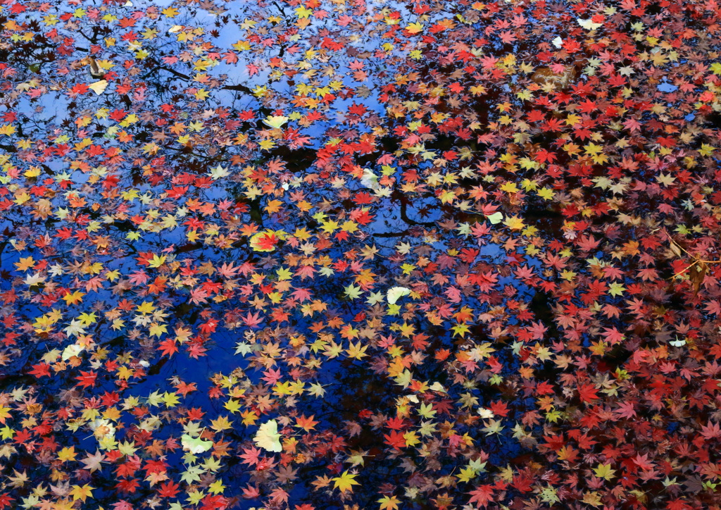 紅折り紙