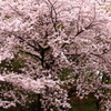 春爛漫