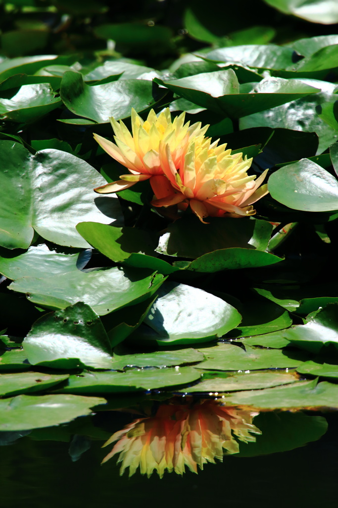 花の想い