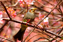 春の訪れ